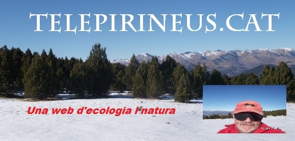 Get Tematiques de la platja cortines de la finestra For iPhone Free